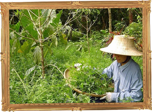 ワイルドクラフト