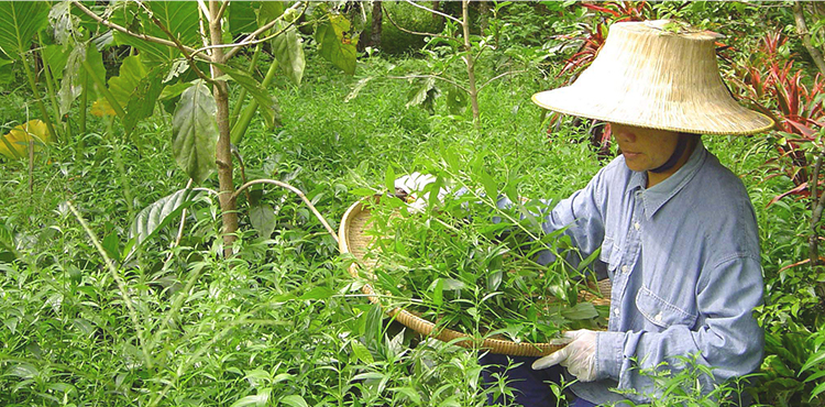 公式】バタフライピーシャンプー＆コンディショナー｜オーガニックの最